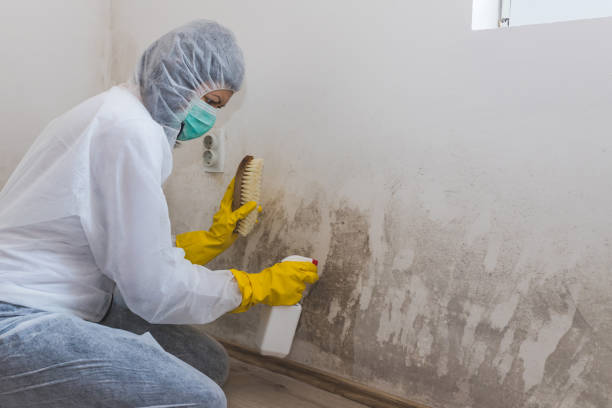 Best Certified Mold Removal  in Slater, MO
