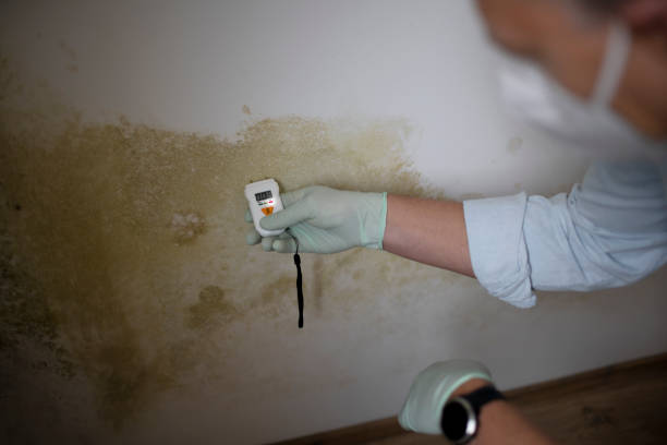 Best Commercial Mold Removal  in Slater, MO