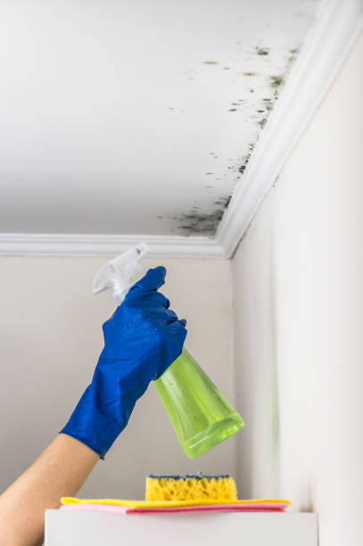 Best Certified Mold Removal  in Slater, MO